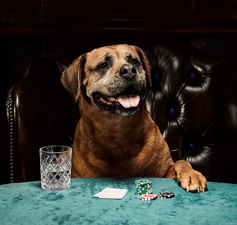 Poker Dogs